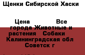 Щенки Сибирской Хаски › Цена ­ 20 000 - Все города Животные и растения » Собаки   . Калининградская обл.,Советск г.